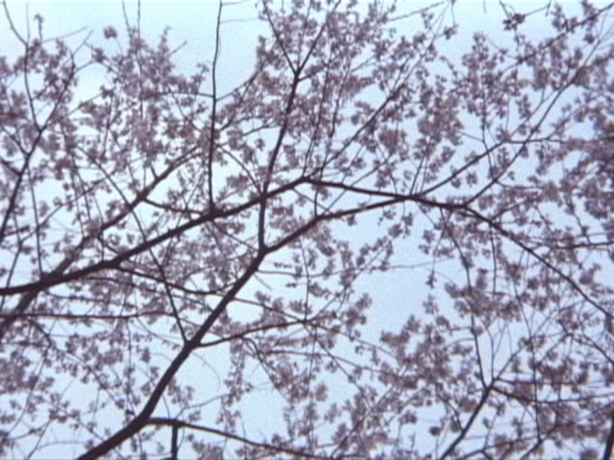 The Cherry Tree with Gray Blossoms