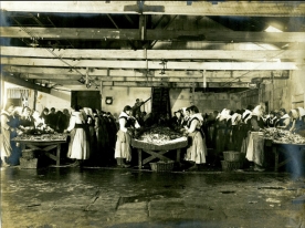 Mujeres en la fábrica limpiando sardinas