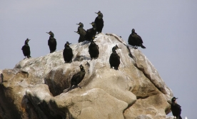 Unha imaxe da fauna do Parque Nacional Illas Atlánticas